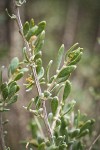 Fourwing Saltbush male blossoms & foliage detail