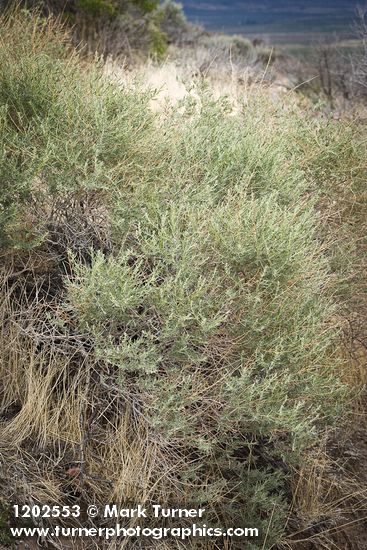 Atriplex canescens