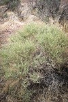 Fourwing Saltbush (male)