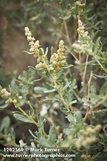 Atriplex canescens