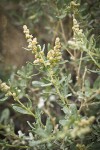 Fourwing Saltbush male blossoms & foliage