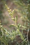 Fourwing Saltbush male blossoms & foliage detail