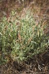 Sickle Saltbush (male)