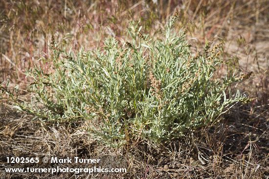 Atriplex gardneri var. falcata