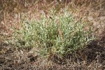 Sickle Saltbush (male)