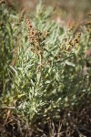 Sickle Saltbush male blossoms & foliage