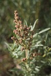 Sickle Saltbush male blossoms & foliage detail