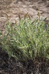 Sickle Saltbush (male)