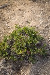 Spiny Milkwort