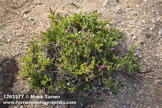 Polygala subspinosa