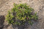 Spiny Milkwort