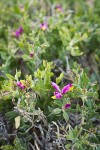 Spiny Milkwort blossoms & foliage