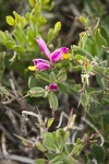 Spiny Milkwort blossoms & foliage