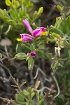 Spiny Milkwort blossoms & foliage