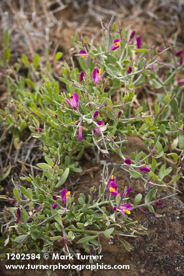 Polygala subspinosa