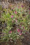 Spiny Milkwort