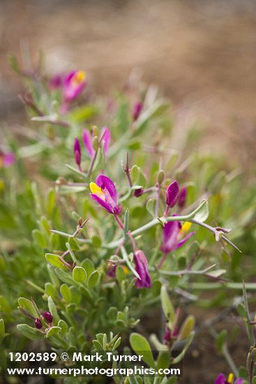 Polygala subspinosa