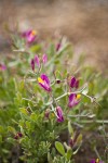 Spiny Milkwort blossoms & foliage detail