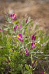 Spiny Milkwort blossoms & foliage detail