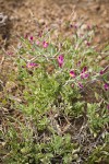 Spiny Milkwort