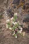 Dwarf Skullcap