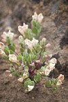 Dwarf Skullcap