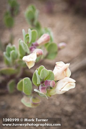 Scutellaria nana