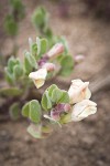 Dwarf Scullcap blossoms & foliage detail