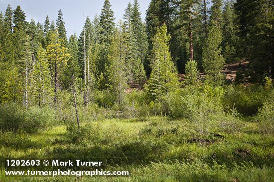 Alnus incana ssp. tenuifolia; Pinus ponderosa; Betula pumila var. glandulifera; Abies sp.; Salix sp.