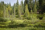 Wet meadow w/ Thinleaf Alder, Ponderosa Pine, Bog Birch, Firs, Willows