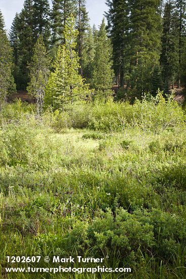 Vaccinium uliginosum; Alnus incana ssp. tenuifolia; Pinus ponderosa; Betula pumila var. glandulifera; Abies sp.; Salix sp.