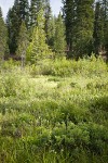 Wet meadow w/ Bog Blueberries, Thinleaf Alder, Ponderosa Pine, Bog Birch, Firs, Willows