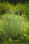 Bog Birch