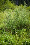 Bog Birch