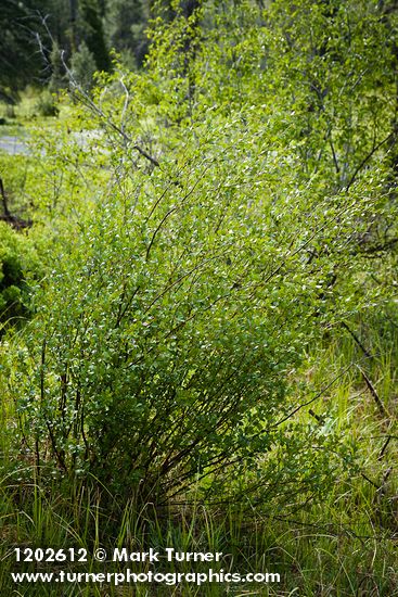 Betula pumila var. glandulifera