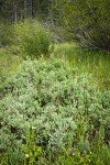 Wet meadow w/ Bog Blueberries, Bog Birch