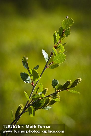 Betula pumila var. glandulifera