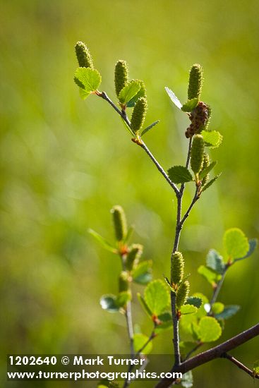 Betula pumila var. glandulifera