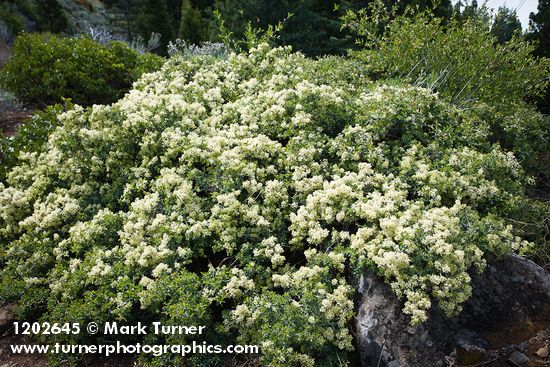 Ceanothus cordulatus