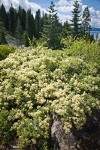 Mountain Whitethorn