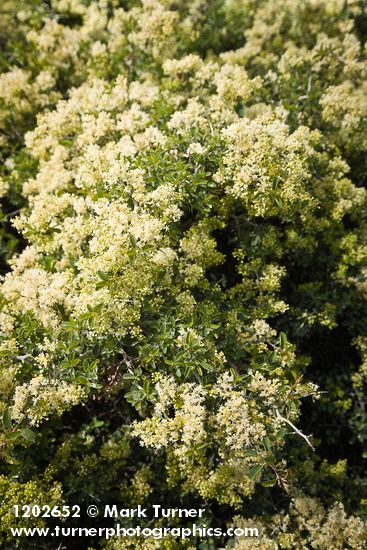 Ceanothus cordulatus