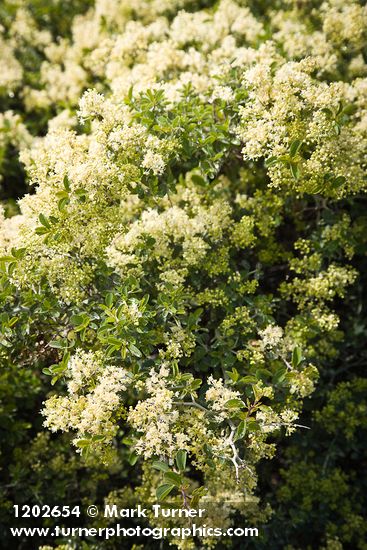 Ceanothus cordulatus