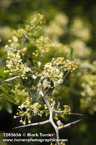 Ceanothus cordulatus