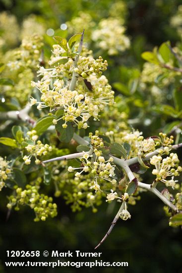 Ceanothus cordulatus