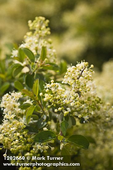 Ceanothus cordulatus