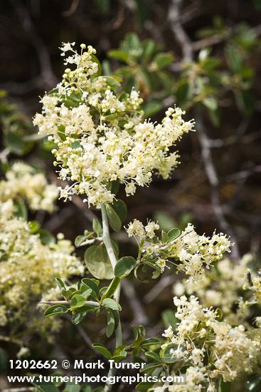 Ceanothus cordulatus