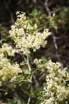 Mountain Whitethorn blossoms & foliage detail