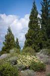 Mountain Whitethorn, Green Manzanita, Incense-cedar, White Pine