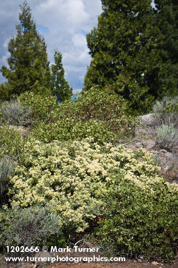 Ceanothus cordulatus; Arctostaphylos patula