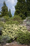 Mountain Whitethorn w/ Green Manzanita; Incense-cedar & White Pine soft bkgnd